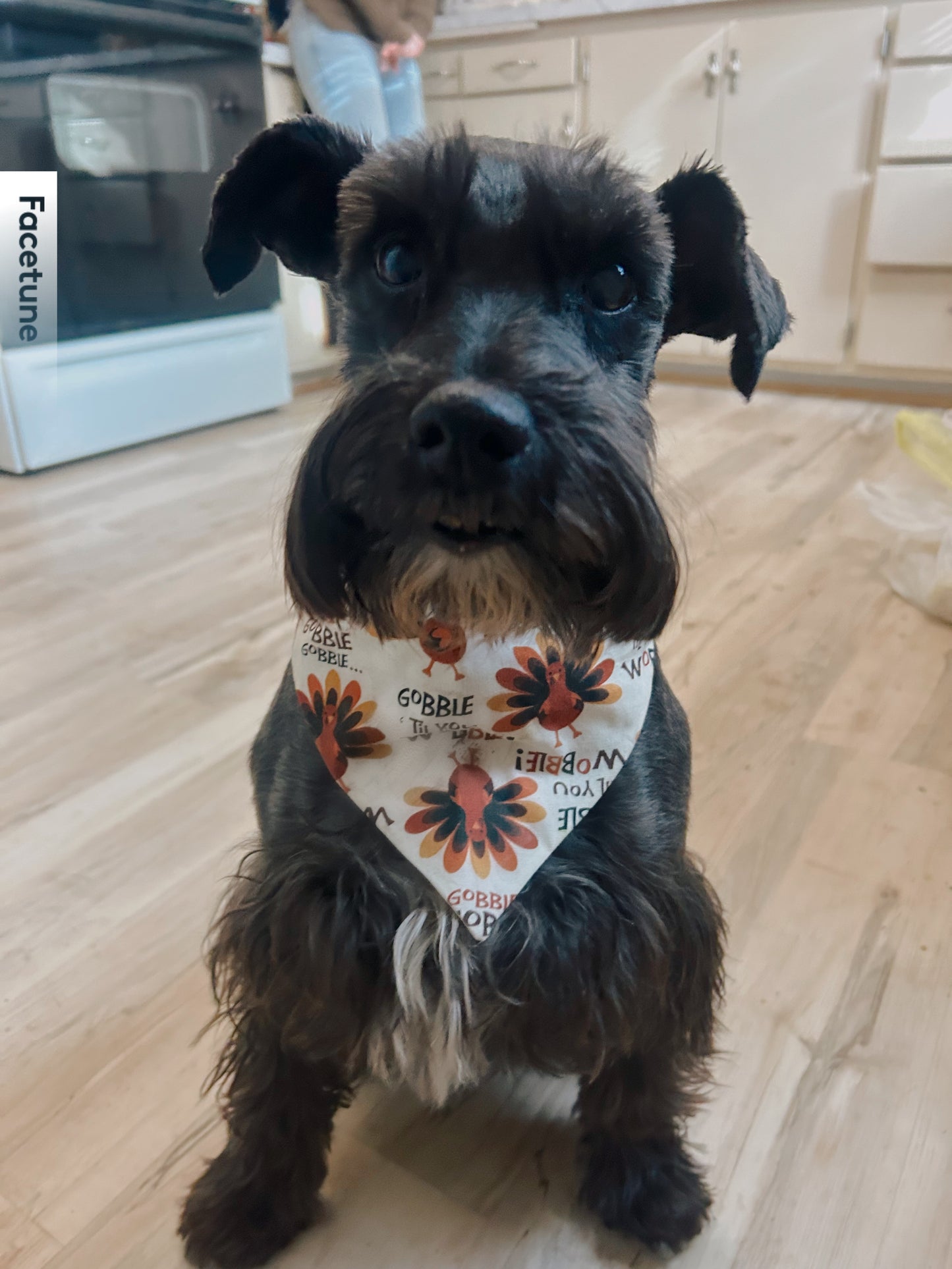 Gobble Til' You Wobble Dog Bandana