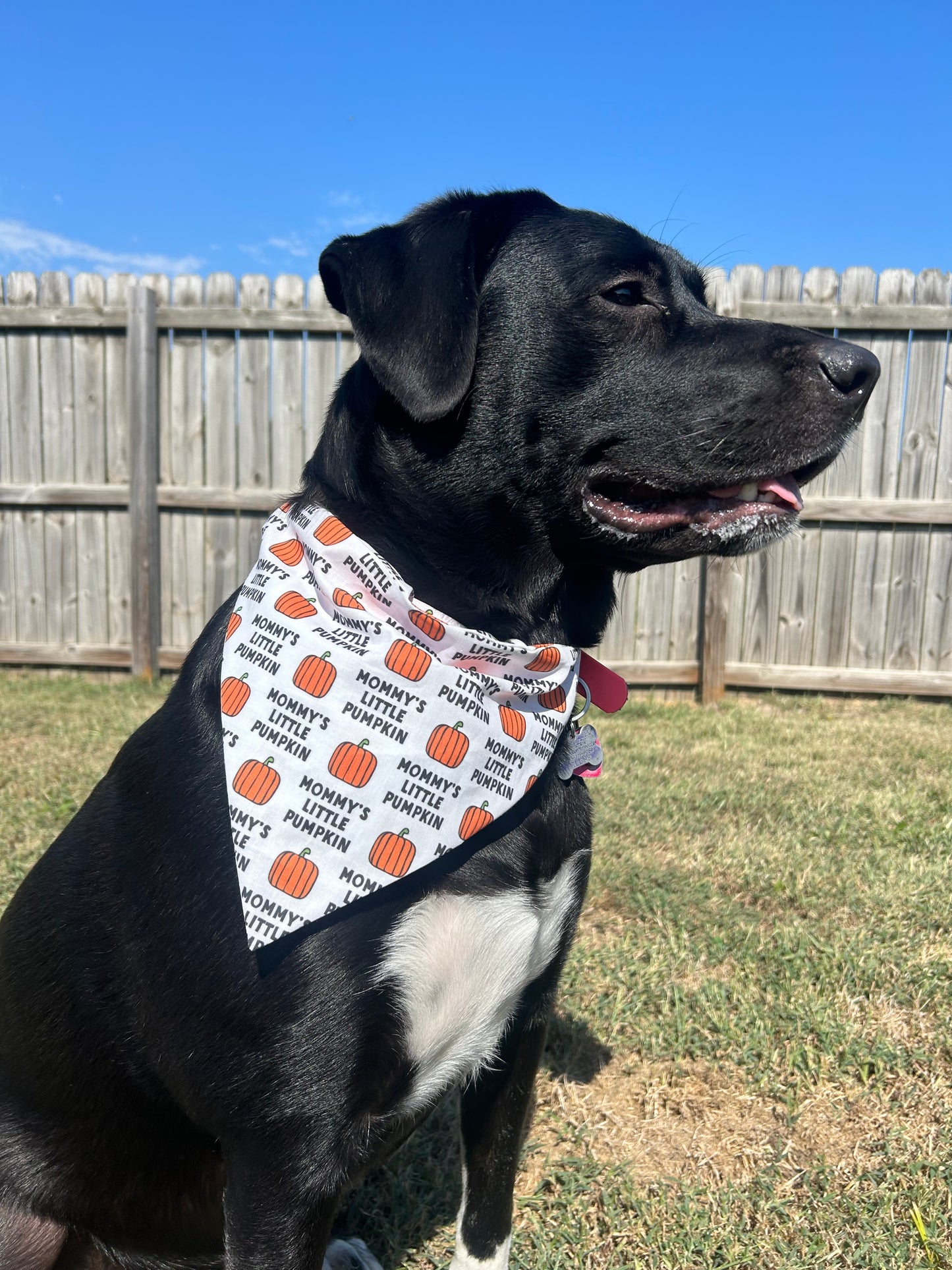 Mommy's Little Pumpkin Dog Bandana