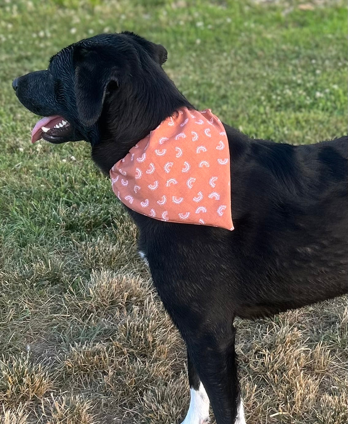 Boho Dog Bandana