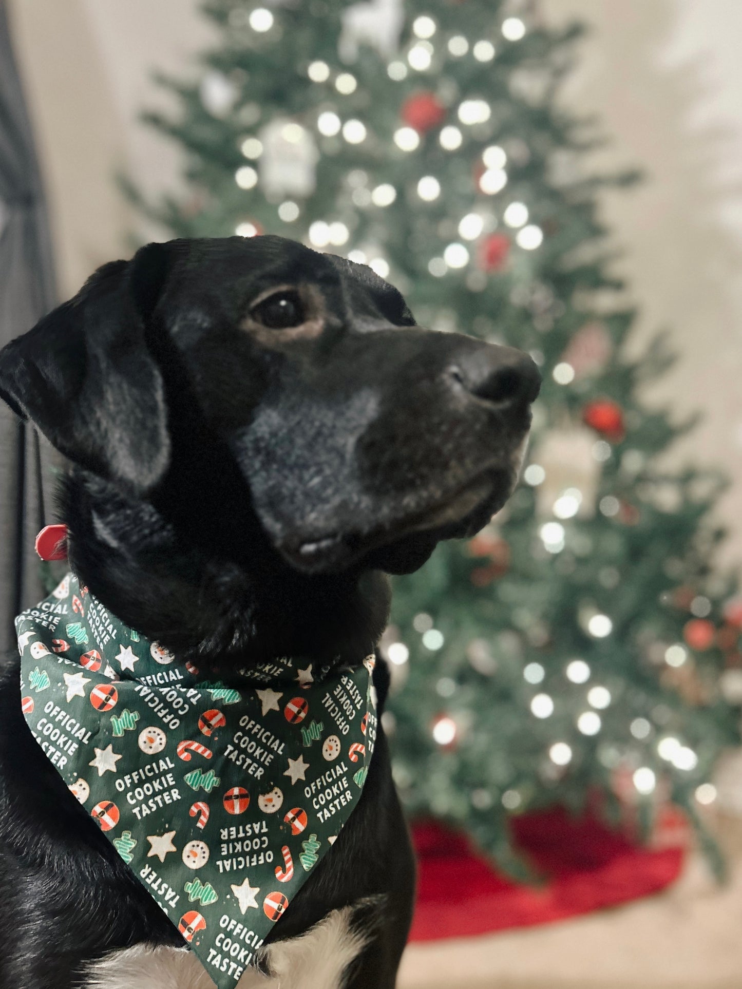 Official Cookie Taster Dog Bandana