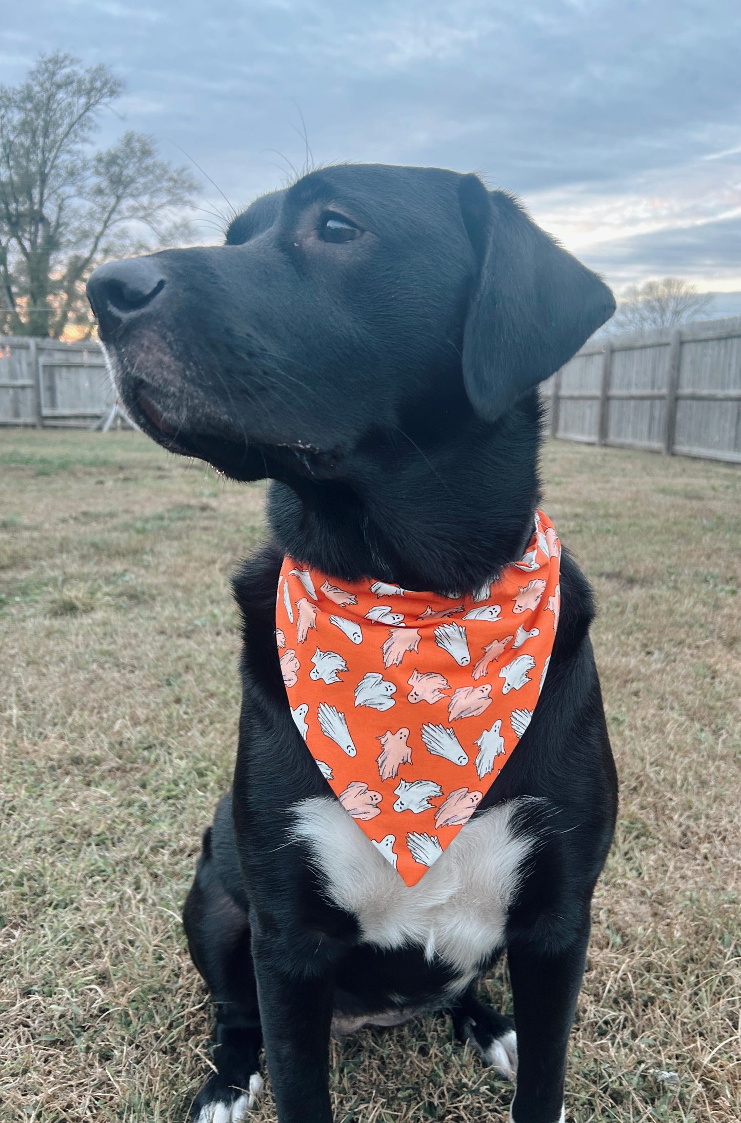 Orange Ghost Dog Bandana