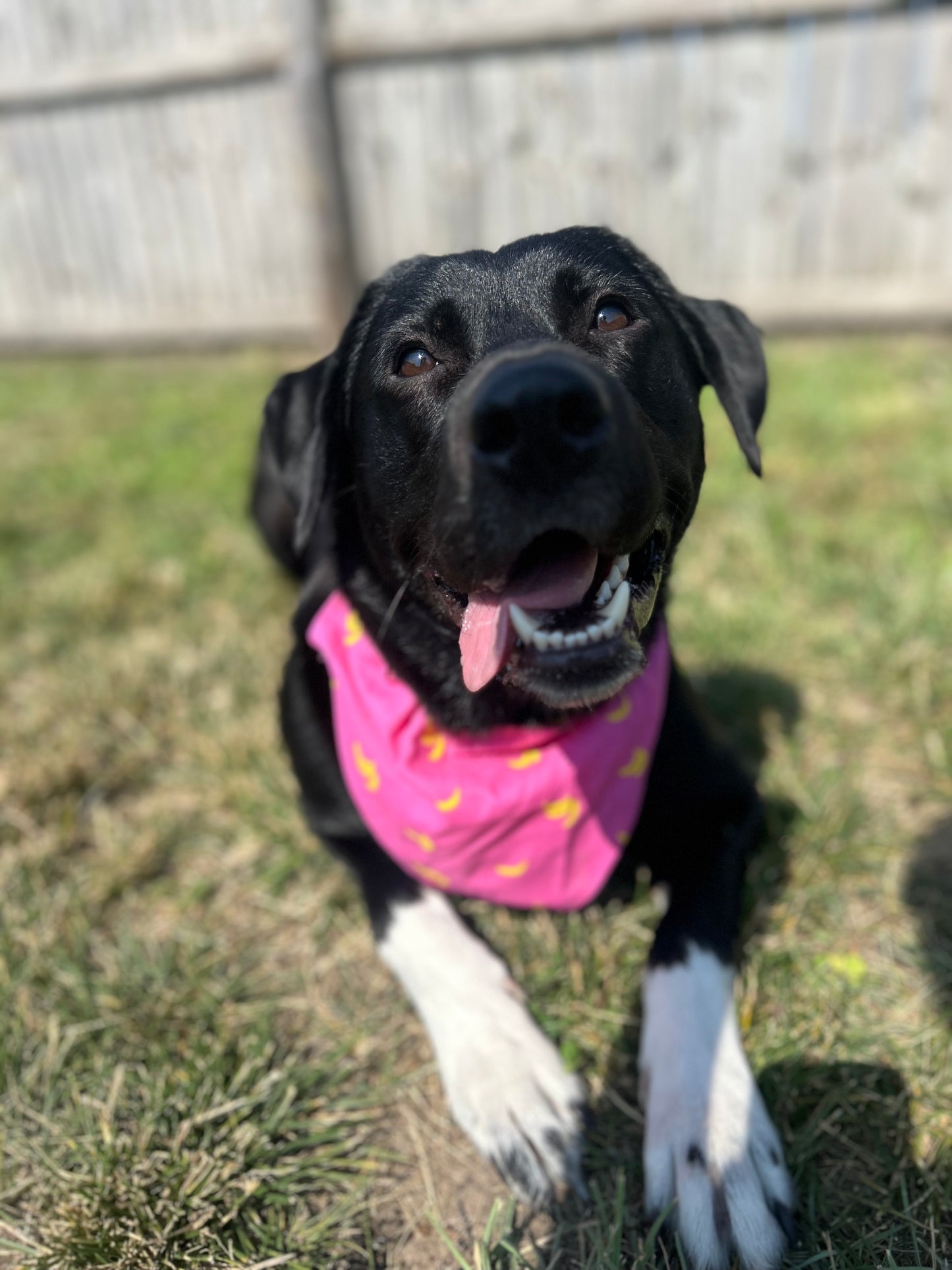 Go Bananas Dog Bandana