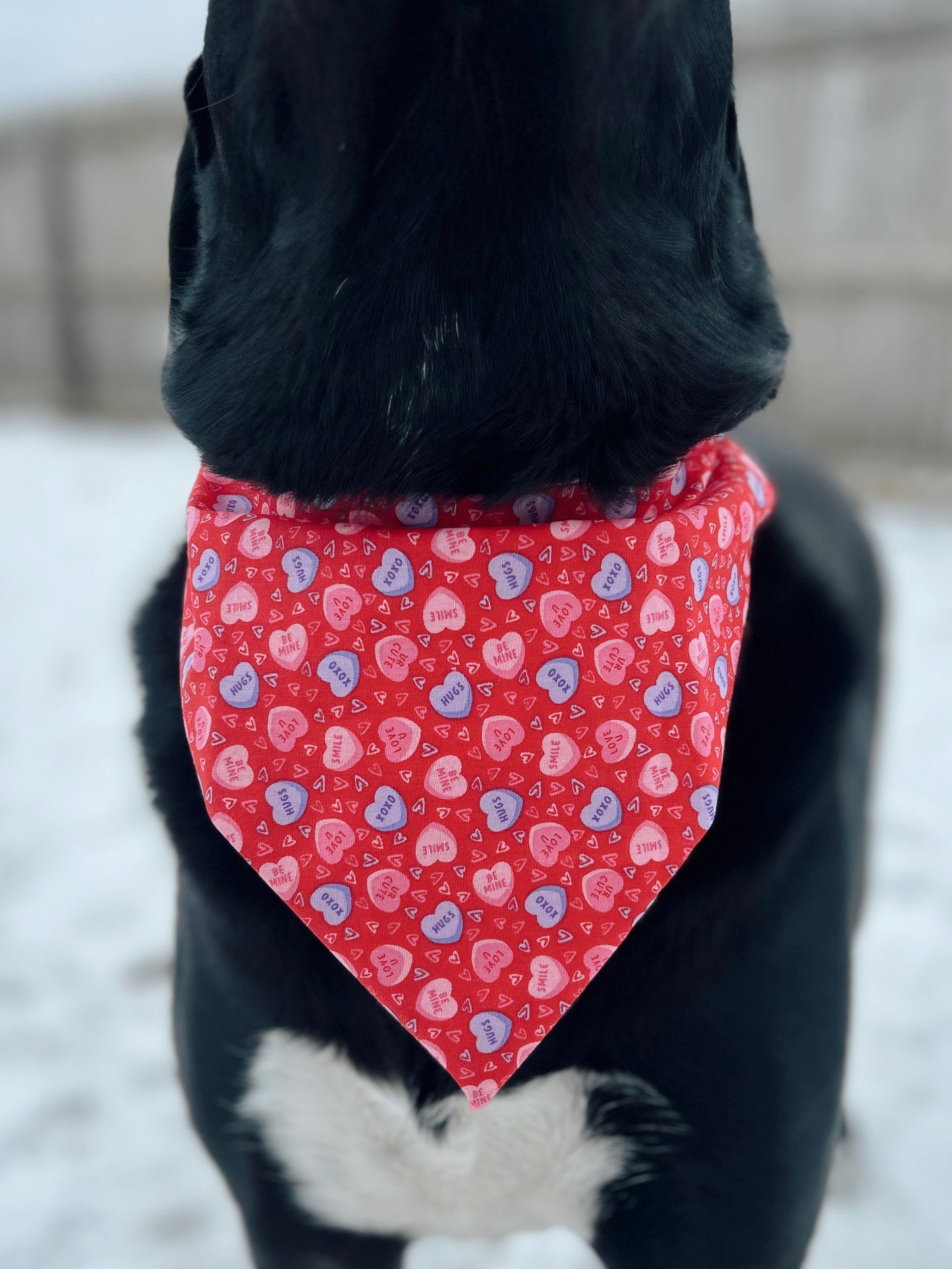 Valentine's Conversation Heart Dog Bandana