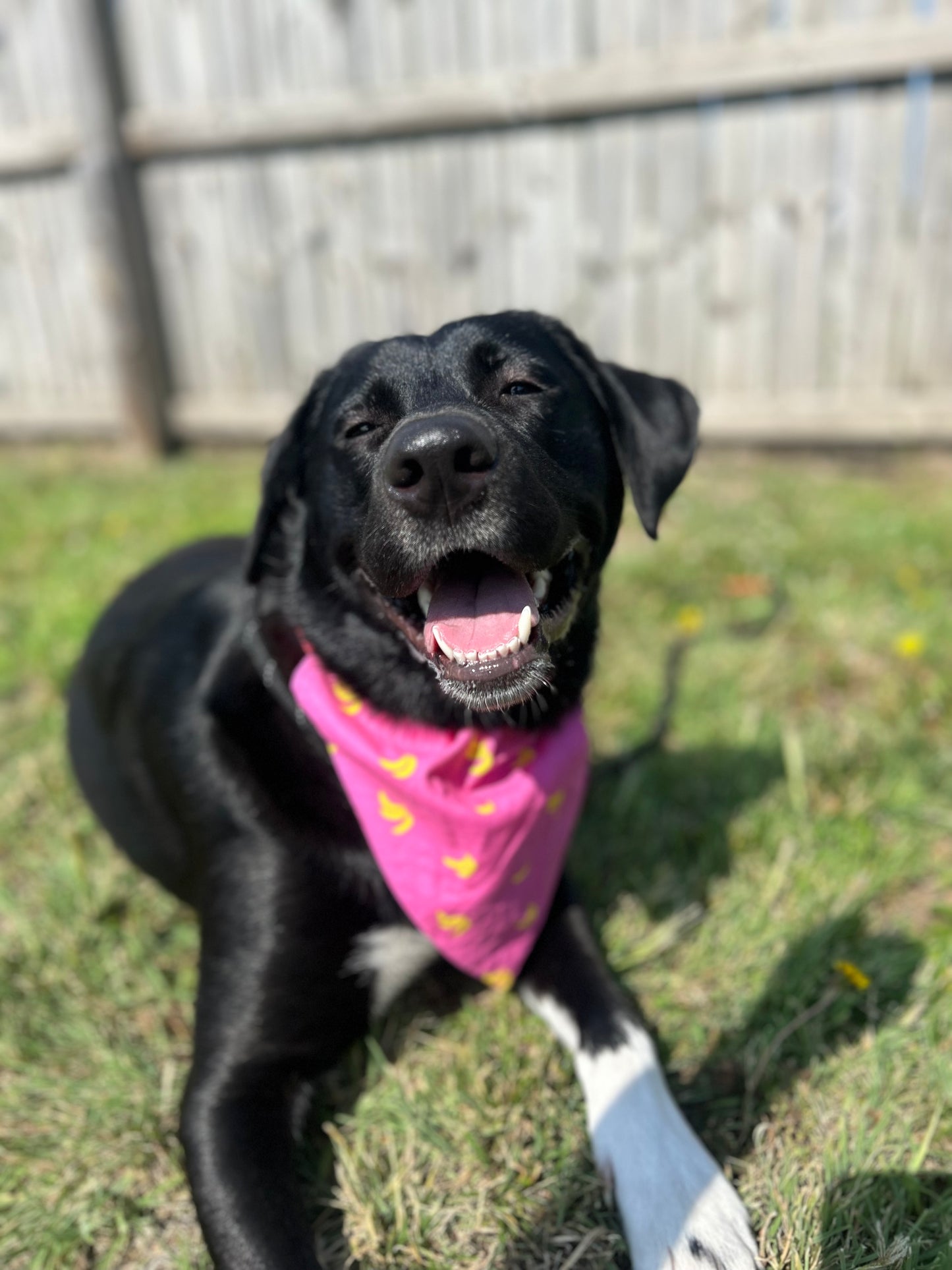 Go Bananas Dog Bandana