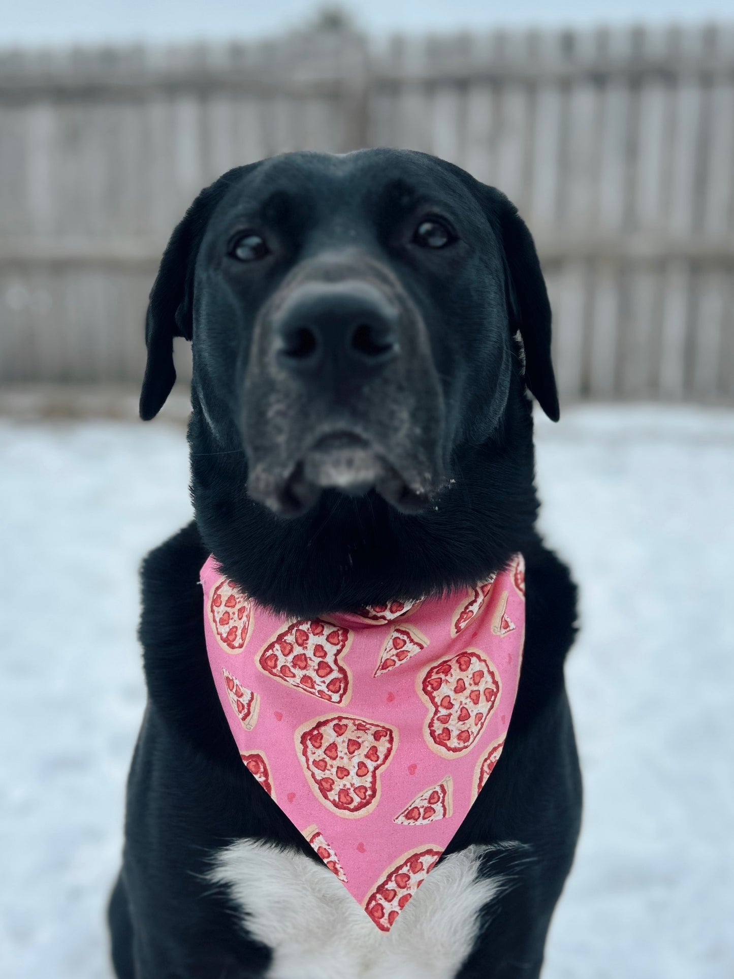 Valentine's Pizza Lover Dog Bandana