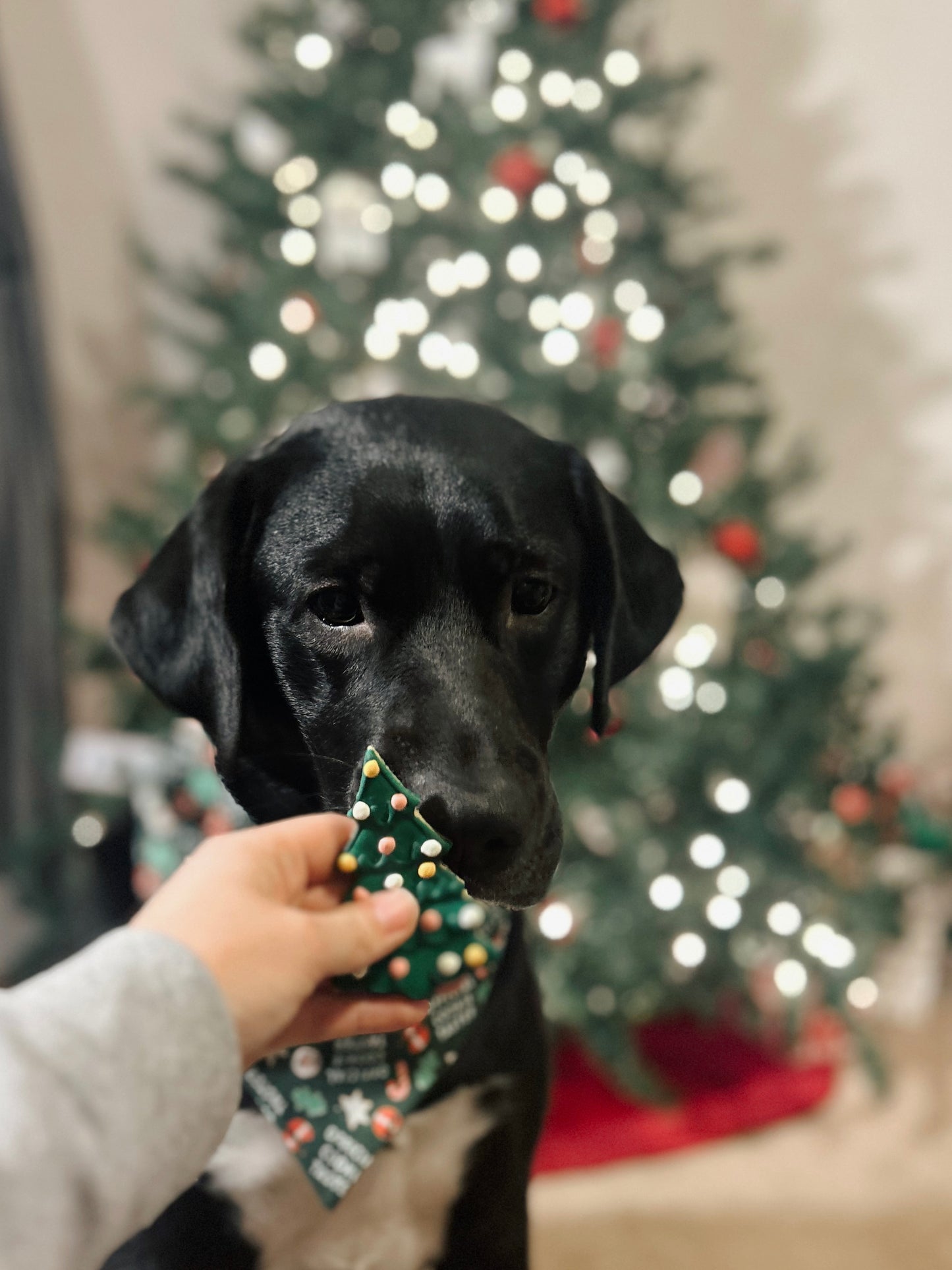 Official Cookie Taster Dog Bandana