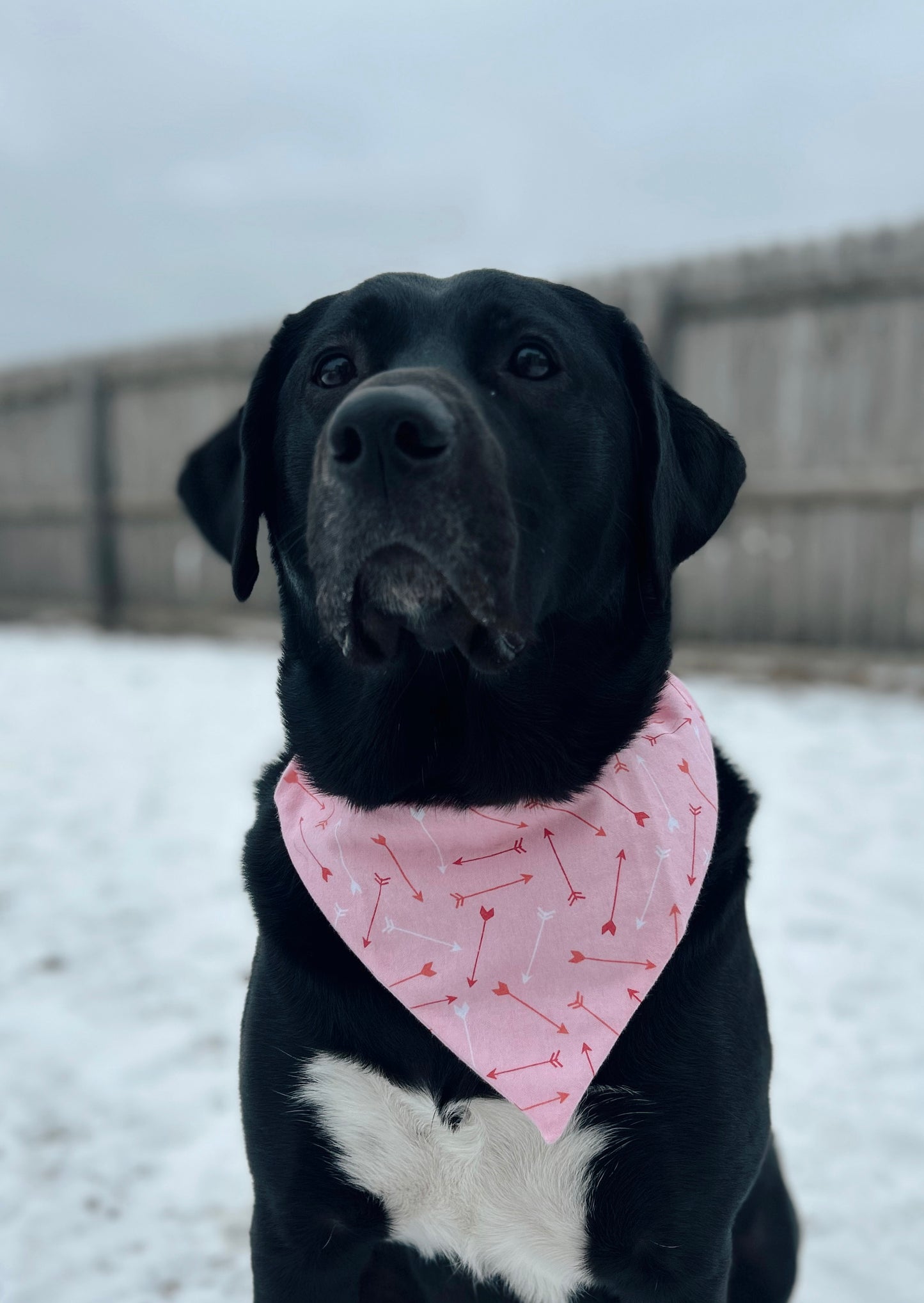 Valentine's Cupids Arrow Dog Bandana