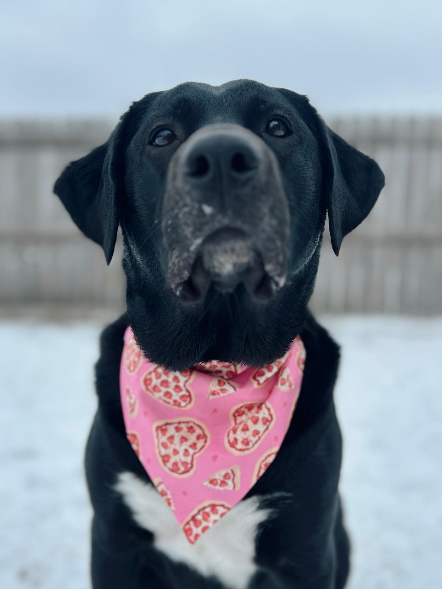 Valentine's Pizza Lover Dog Bandana