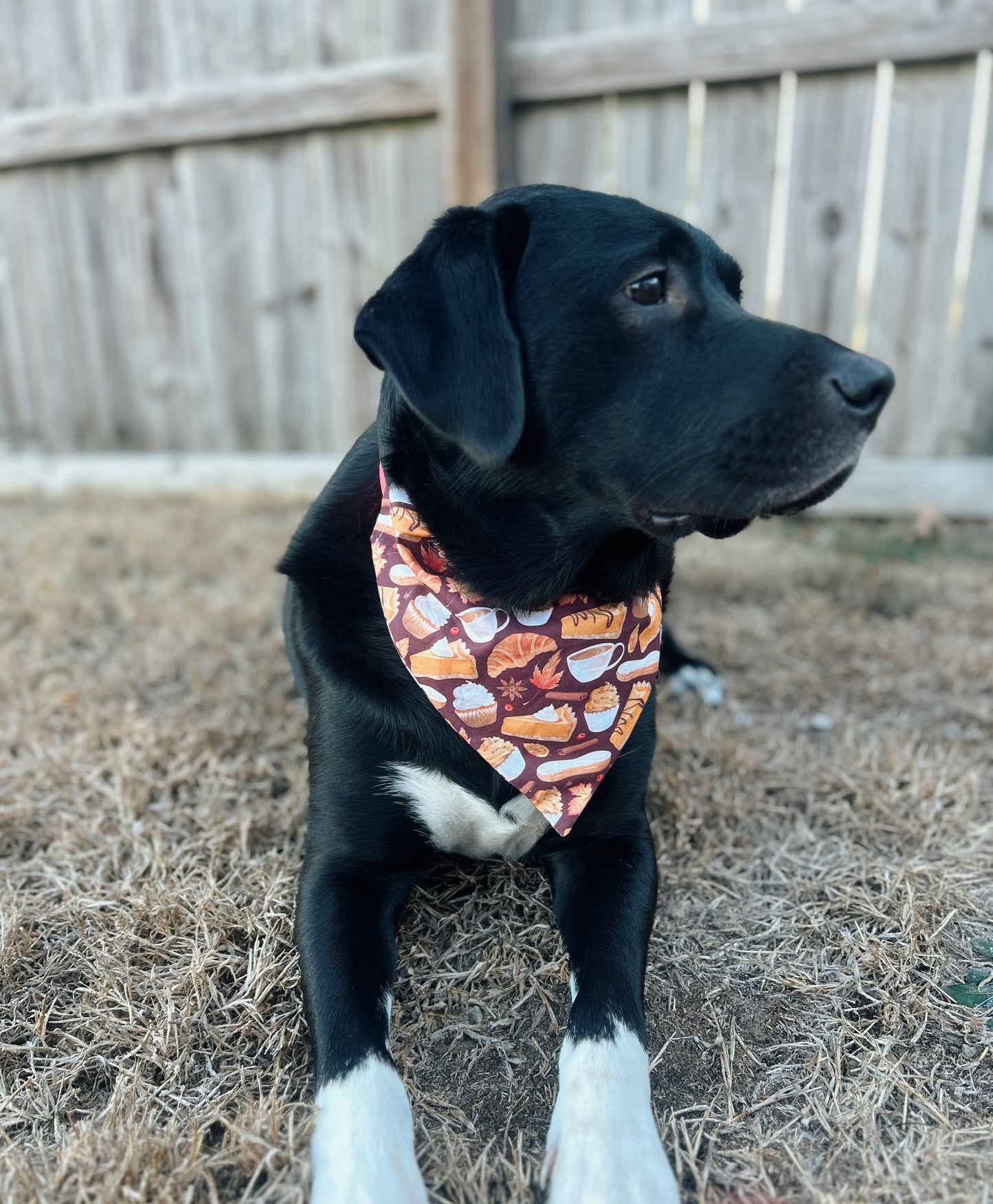 Fall Deserts Dog Bandana