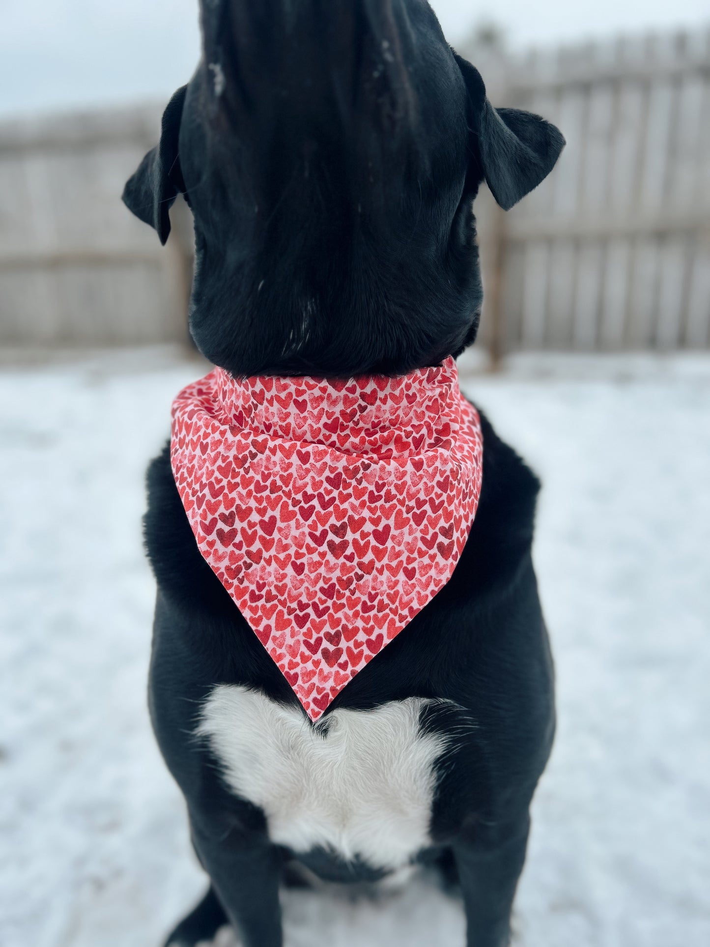 Valentine's Day Heart Dog Bandana