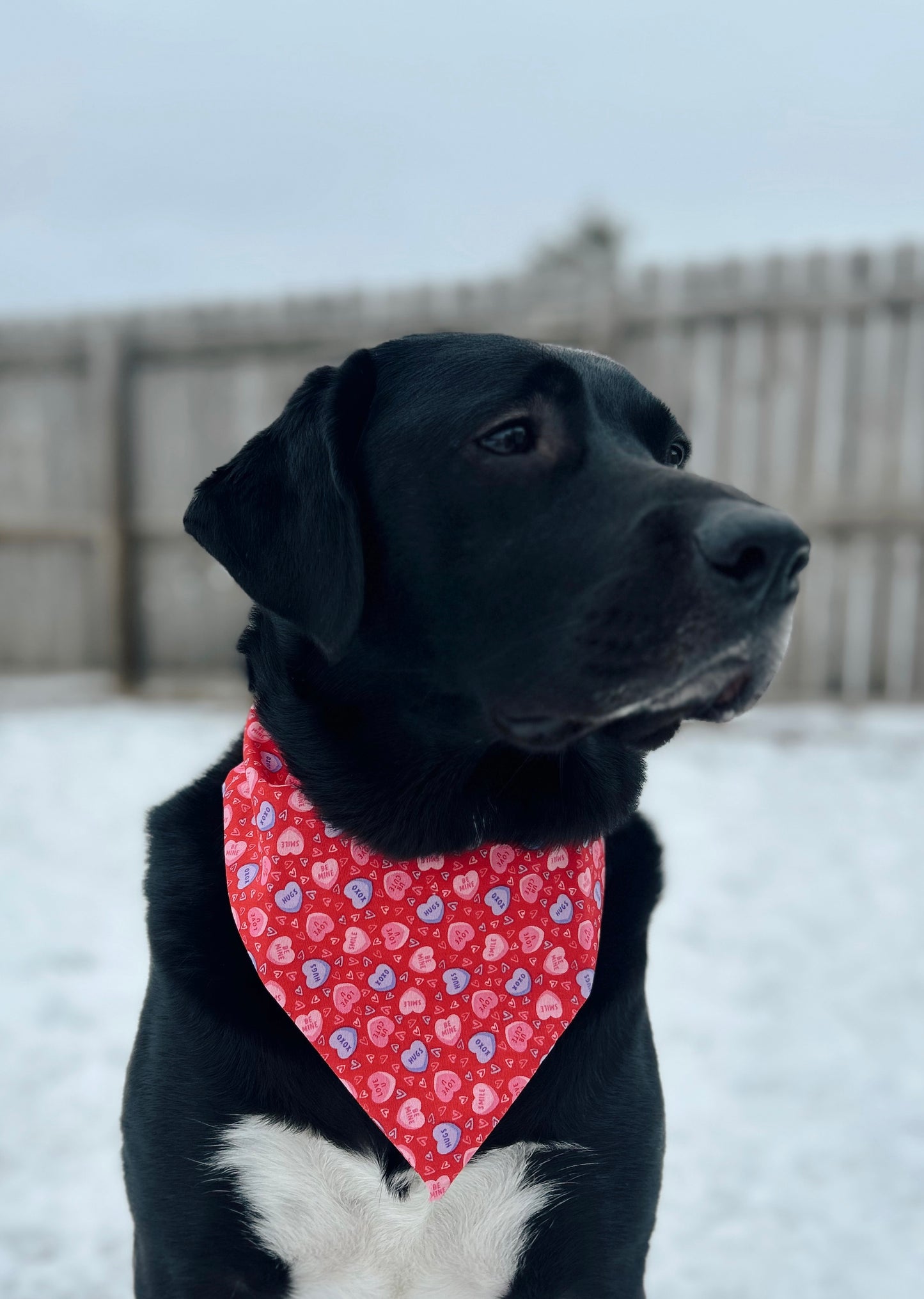 Valentine's Conversation Heart Dog Bandana