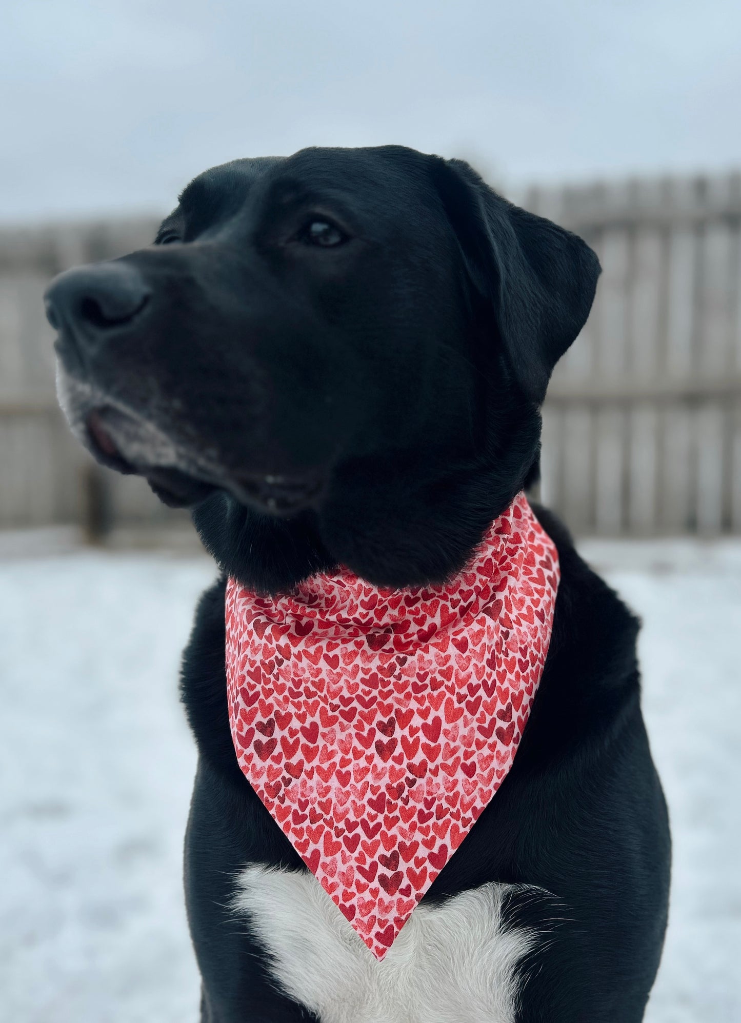 Valentine's Day Heart Dog Bandana