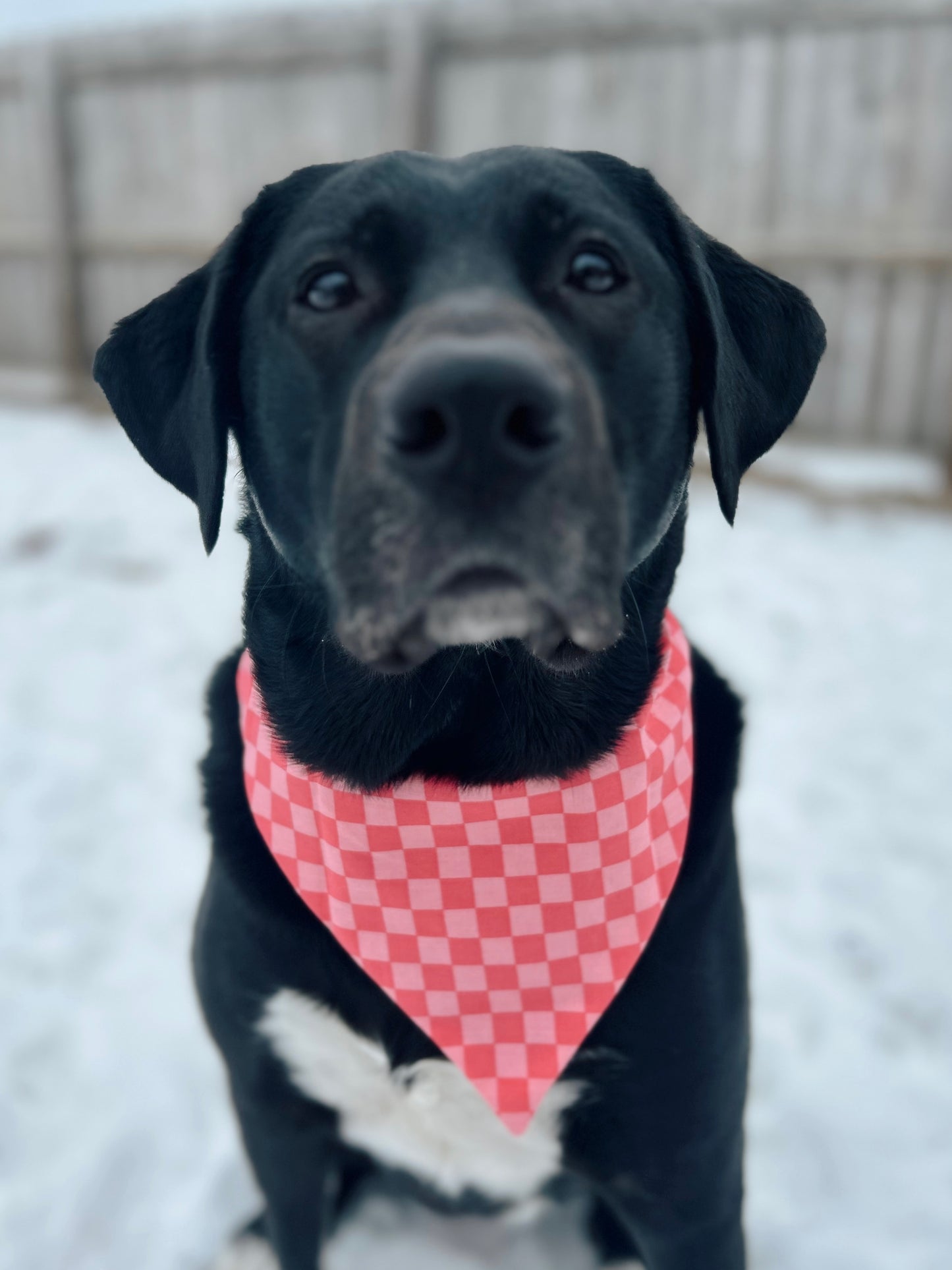 Valentines Checkered Board Dog Bandana