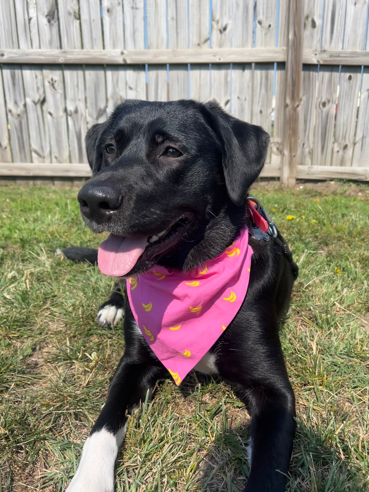 Go Bananas Dog Bandana