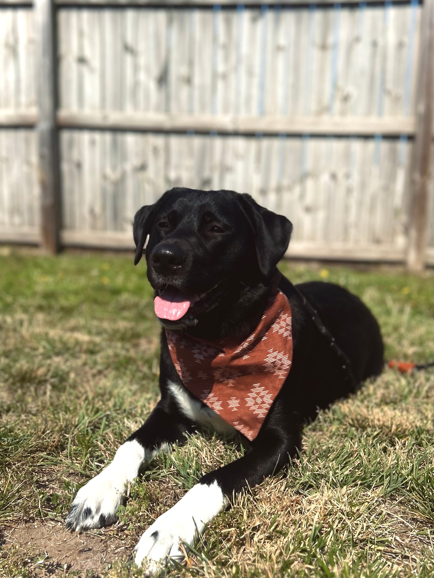 Aztec Dog Bandana