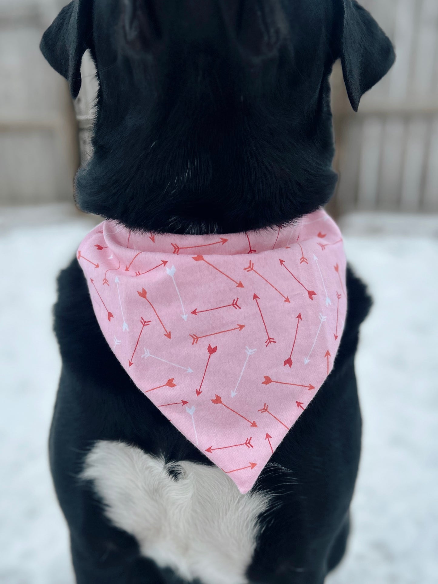 Valentine's Cupids Arrow Dog Bandana