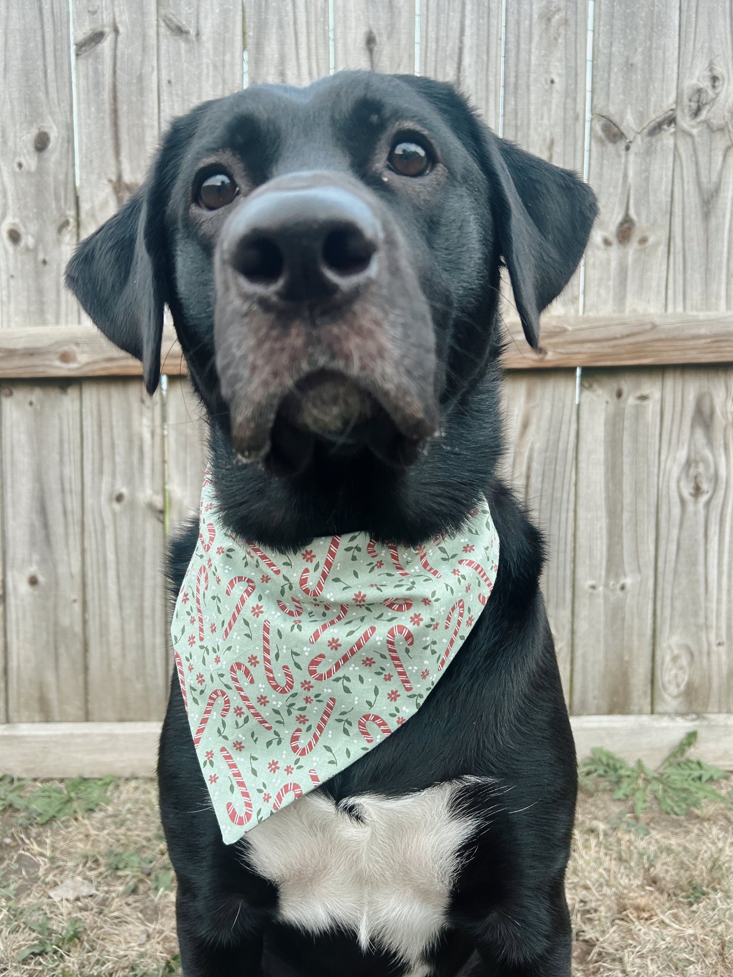 Candy Cane Dog Bandana