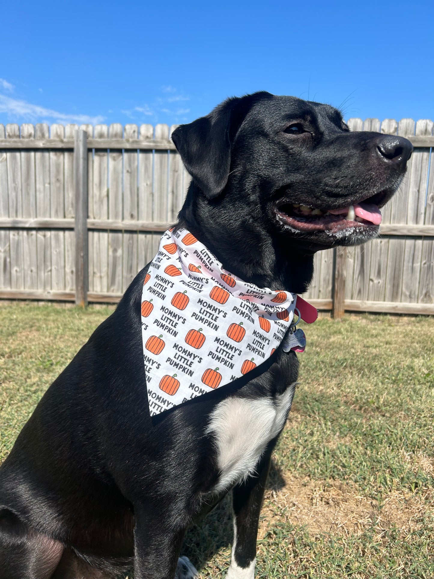 Mommy's Little Pumpkin Dog Bandana