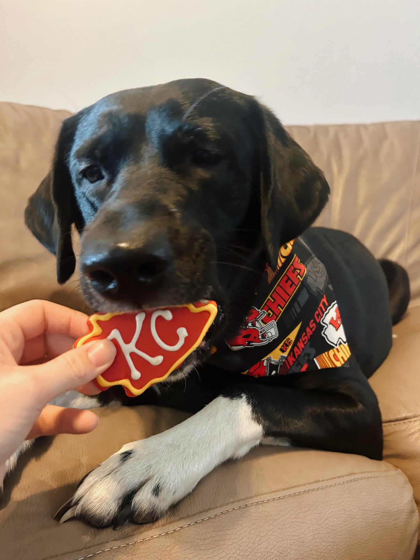 Kansas City Chiefs Dog Bandana