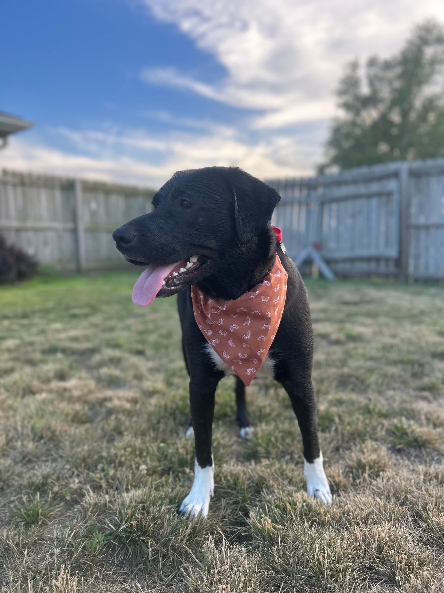 Boho Dog Bandana