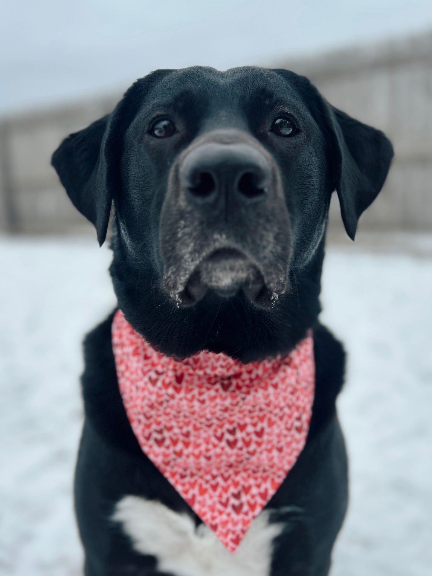 Valentine's Day Heart Dog Bandana